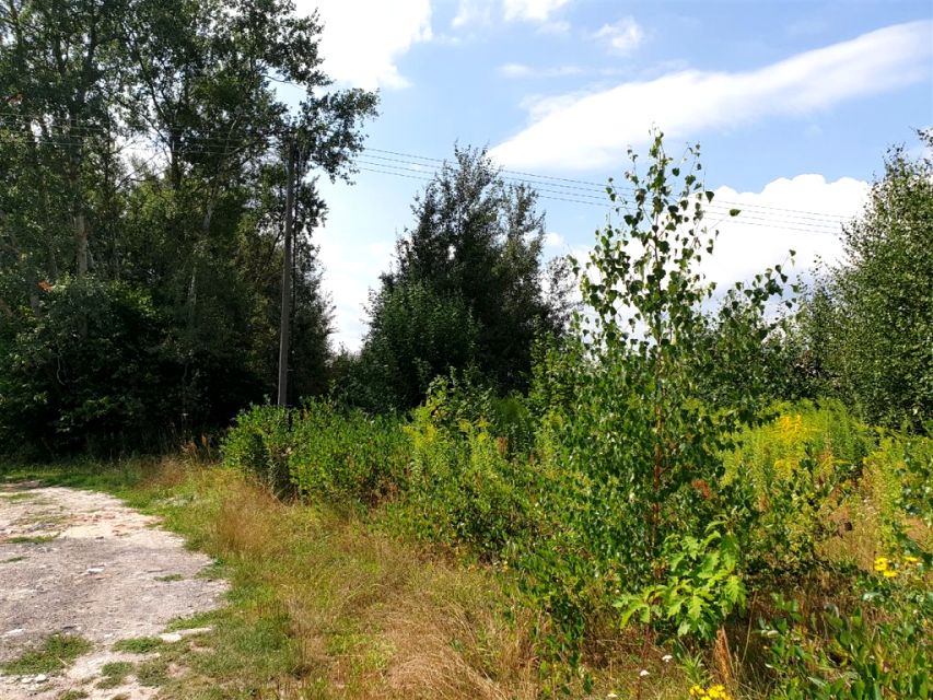 Działka siedliskowa Wola Kazubowa