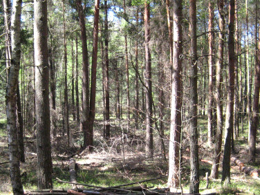 Działka leśna Płoki