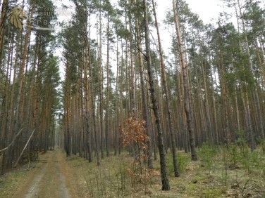 Działka leśna Kamińsko