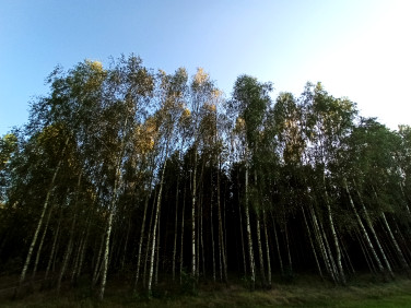 Działka leśna Wola Uhruska