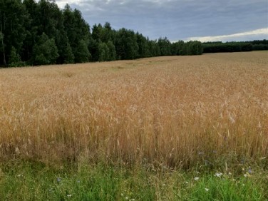 Działka rolna Łódź