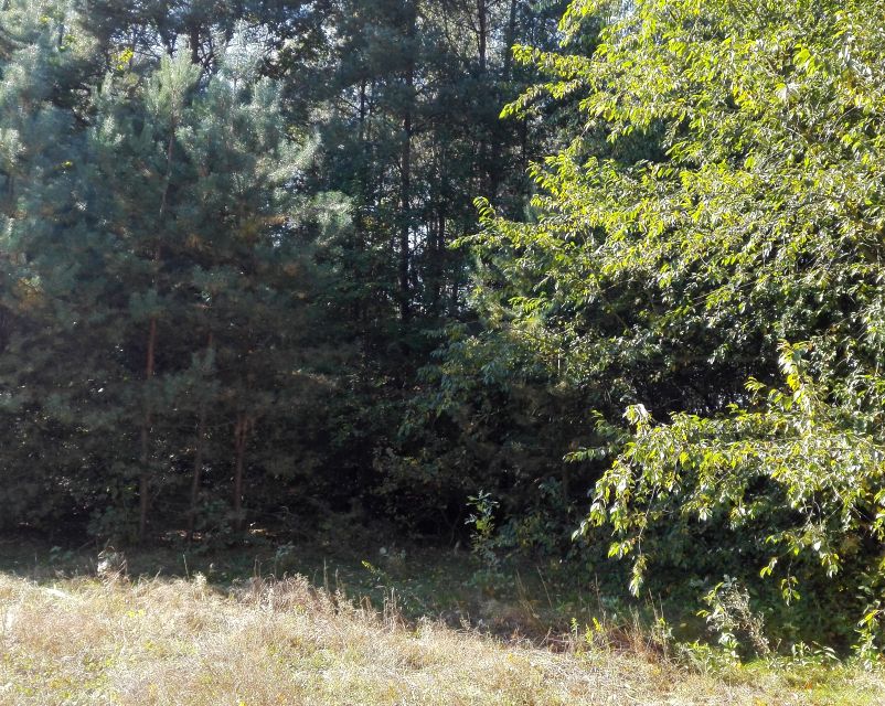 Działka budowlana Rosanów