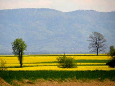 Działka Miedźna