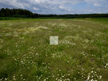 Działka Wólka Ogryzkowa