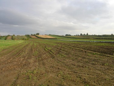 Działka budowlana Proszowice