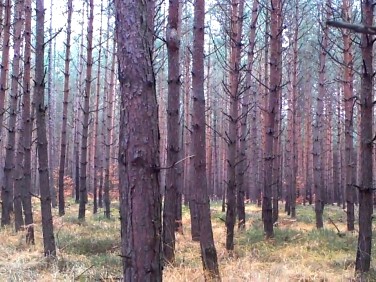 Działka leśna Mielno