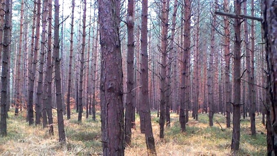 Działka leśna Mielno