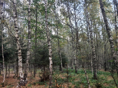 Działka leśna Opawa