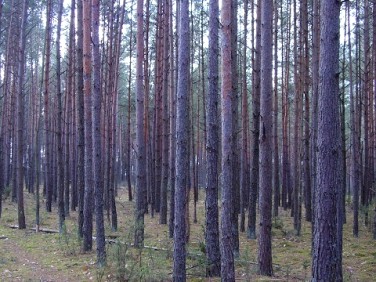 Działka leśna Kleszczele