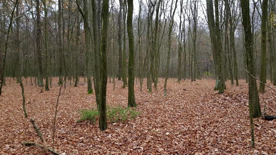 Działka leśna Samoklęski
