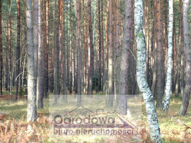 Działka leśna Michałów-Reginów
