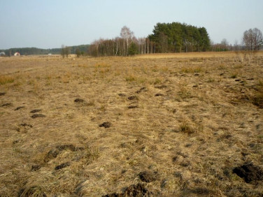 Działka rolno-leśna Skrybicze