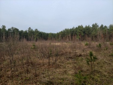 Działka Wieliszew