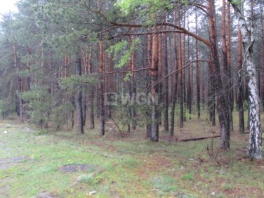 Działka leśna Mirów
