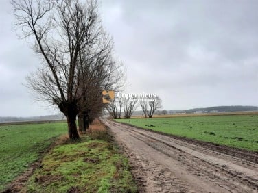 Działka przy lesie