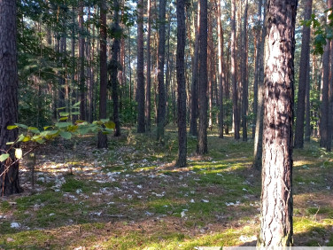 Działka budowlana Sękocin-Las