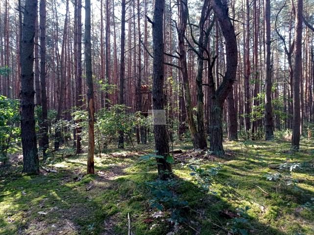 Działka leśna Wołomin sprzedam