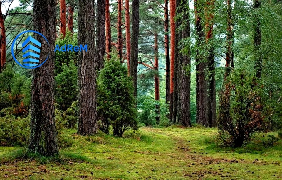 Działka leśna Sofipol