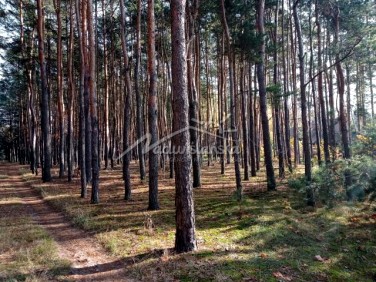 Działka leśna Czachówek