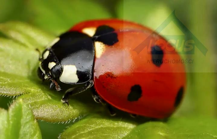 Lokal Warszawa sprzedaż