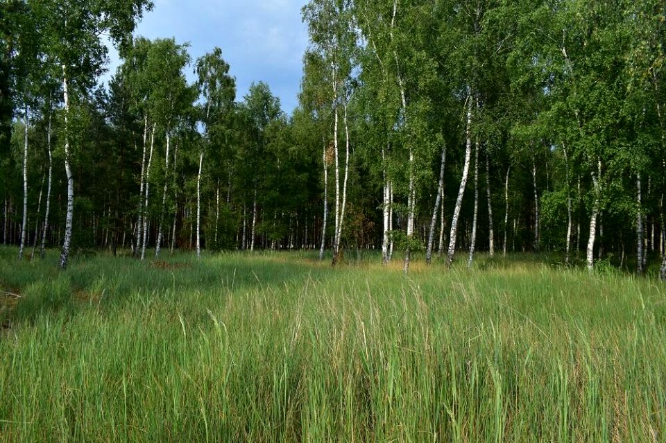 Działka leśna Witkowo
