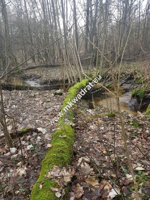 Działka Bieniewiec