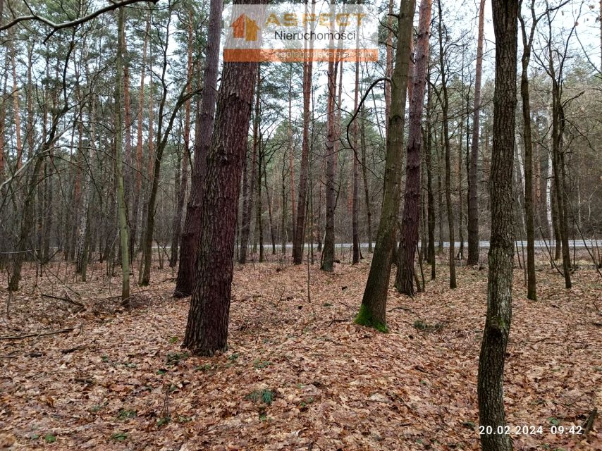 Działka leśna Sieniawa