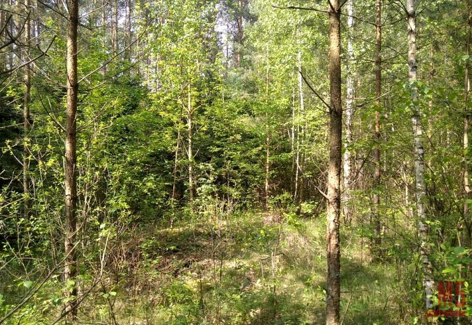 Działka leśna Nowogród