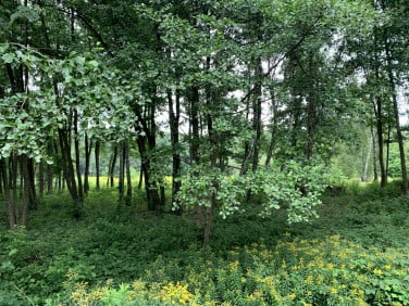 Działka budowlana przy lesie Czarny Las