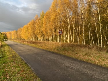 Działka leśna Jaźwiny