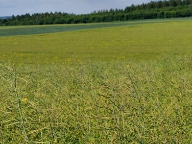 Działka budowlana Białochowo