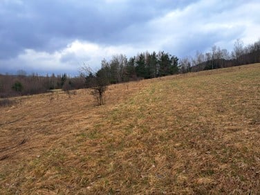 Działka rolna przy lesie Stary Żmigród