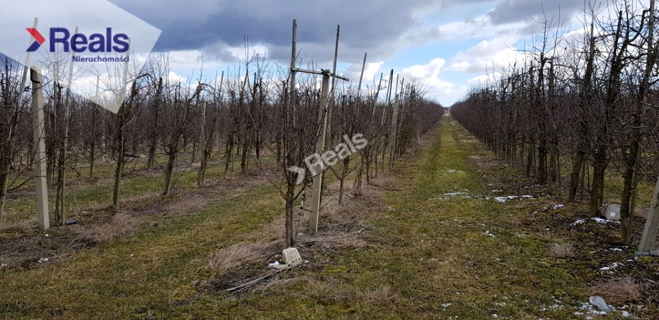 Działka rolna Las Dębowy