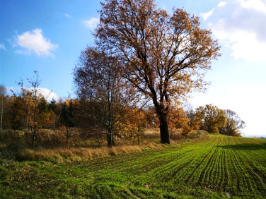 Działka Pisarzowice