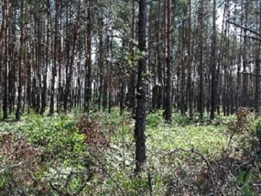 Działka leśna Międzyleś