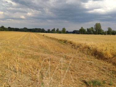 Działka rolna Stare Bogaczowice