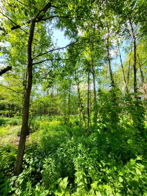 Działka leśna Nowy Życk