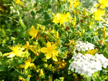 Pusta działka Gracze