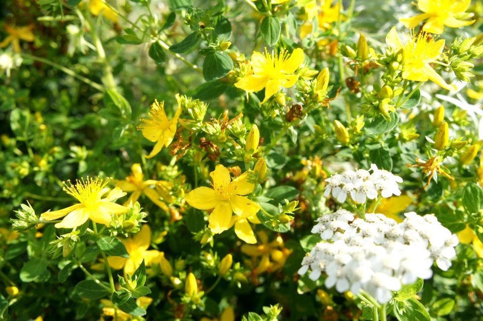 Pusta działka Gracze