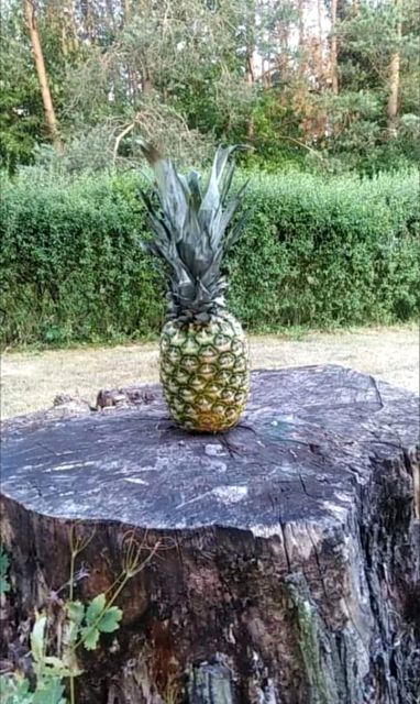 Działka inna Bratoszewice