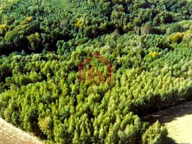 Działka leśna Gnojnica