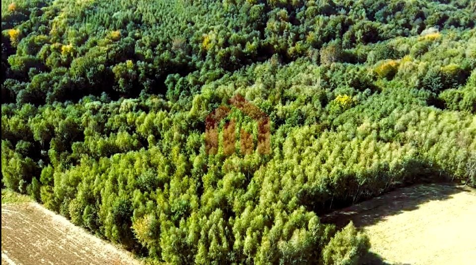 Działka leśna Gnojnica