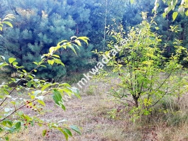Działka Osowiec