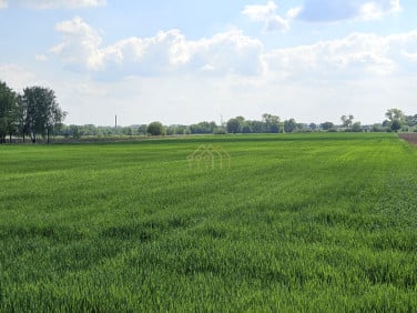 Działka budowlana Okrzeszyn