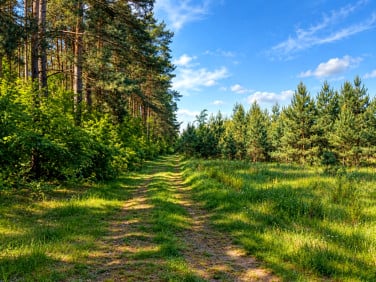 Działka przy lesie