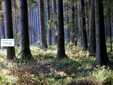 Działka leśna Chmielnik