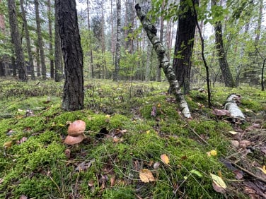 Działka budowlana Nowy Adamów sprzedam