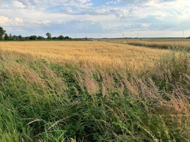 Działka budowlana Ciepielowice