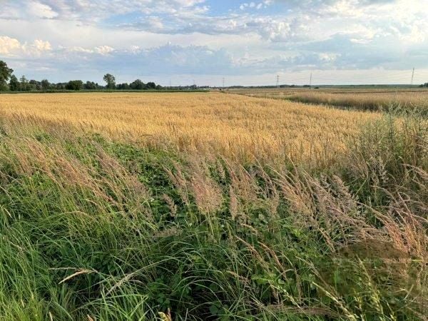 Działka budowlana Ciepielowice