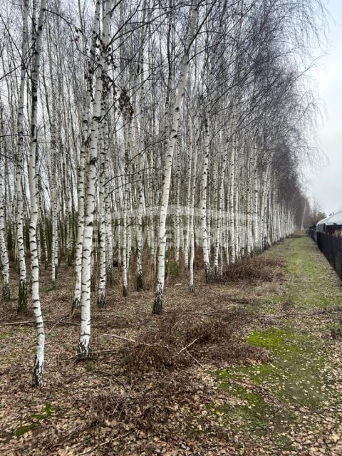 Działka rolna Nieborów